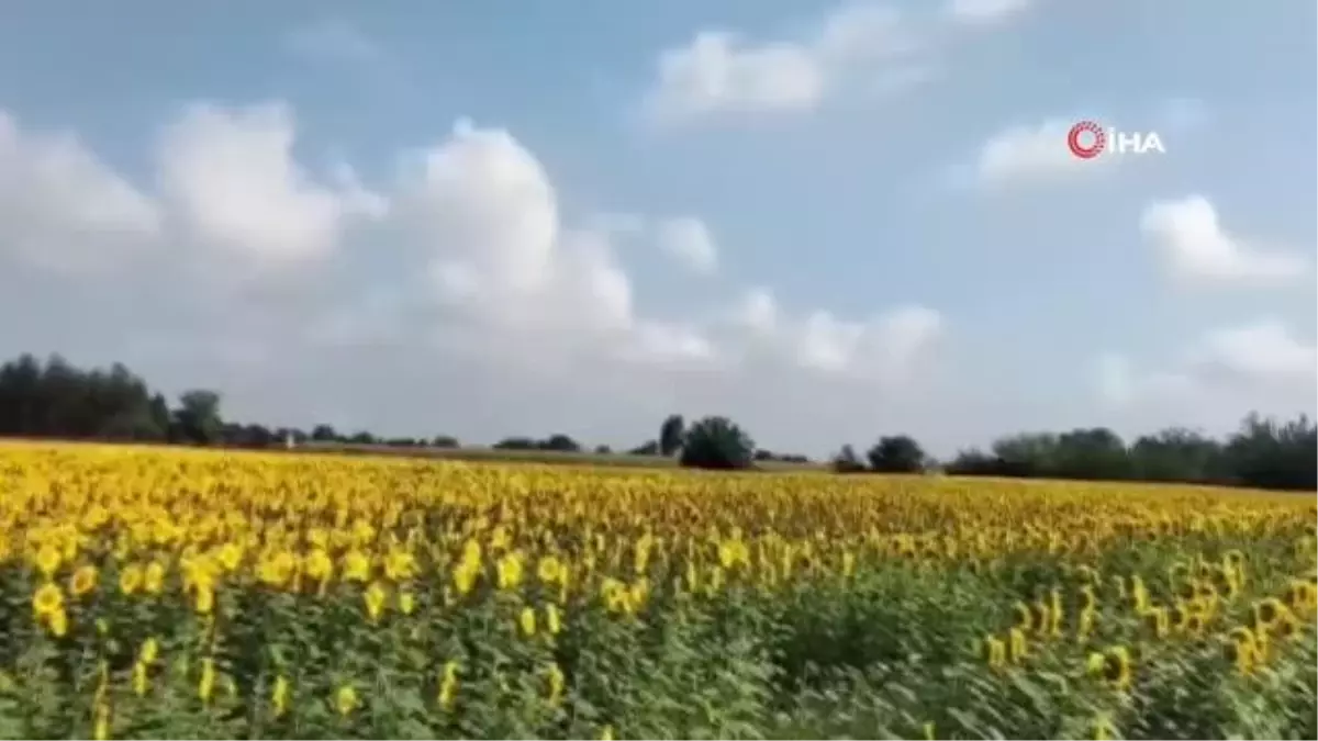 Osmaniye'de Ayçiçeği Ekim Alanı Genişliyor