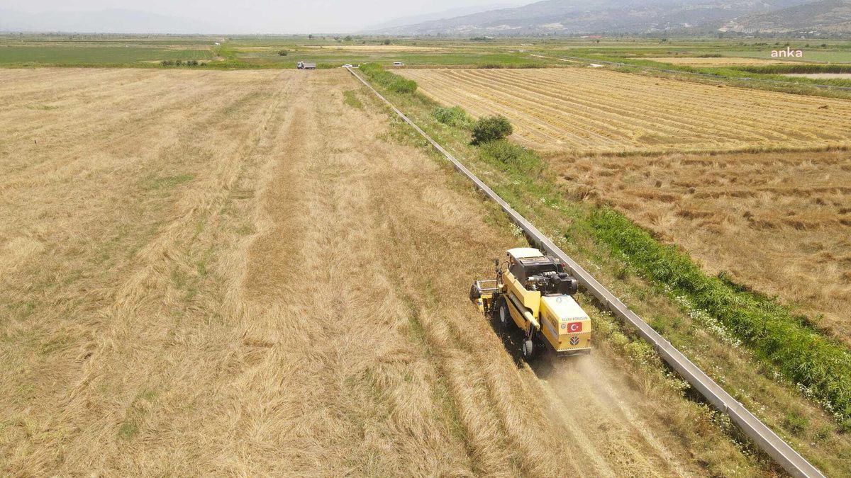 Efeler Belediyesi kendi tarım arazilerinde buğday hasadı yaptı