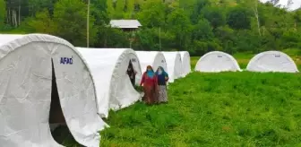 Erzurum'da çıkan yangında evleri zarar gören aileler için AFAD çadır kurdu