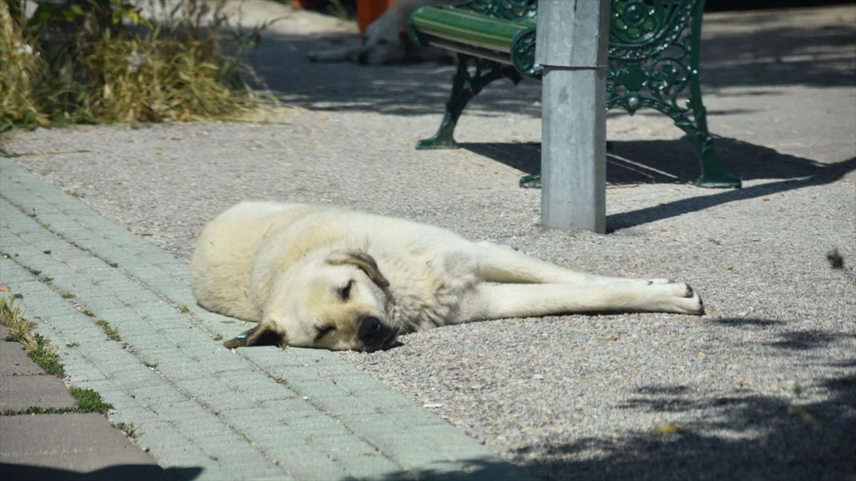Eskişehir\'de sahipsiz köpekler mahalle sakinlerini tedirgin ediyor