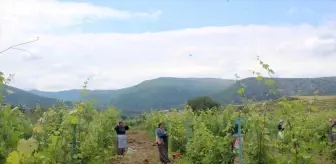 Pazar Kaymakamı, Çayköy Bağcılığı Geliştirme Projesi kapsamında bağları inceledi