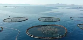 Türkiye Kültür Balıkçılığı 2022'de Üretim Rekoru Kırdı