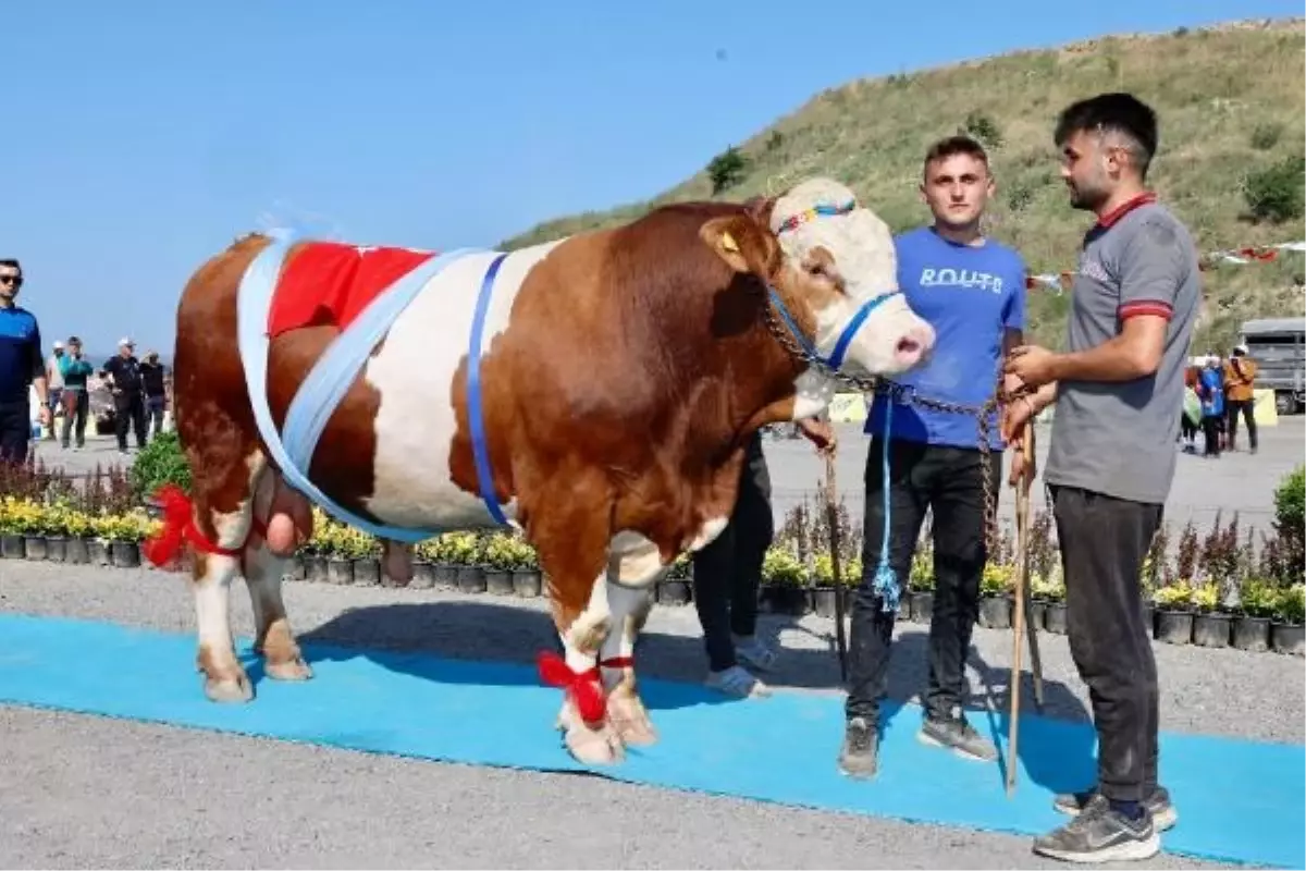 Sultangazi\'de \'En Güzel Kurban Yarışması\' düzenlendi