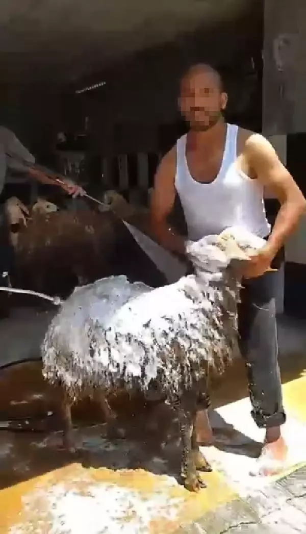 Oto yıkamacıda tepki çeken görüntü! Köpükledikleri koyunlar tazyikli suyla yıkandı