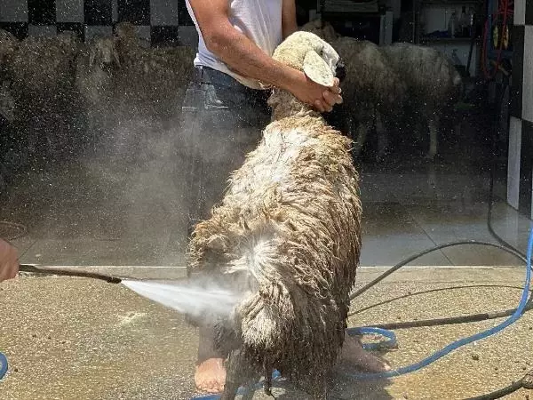 Oto yıkamacıda tepki çeken görüntü! Köpükledikleri koyunlar tazyikli suyla yıkandı