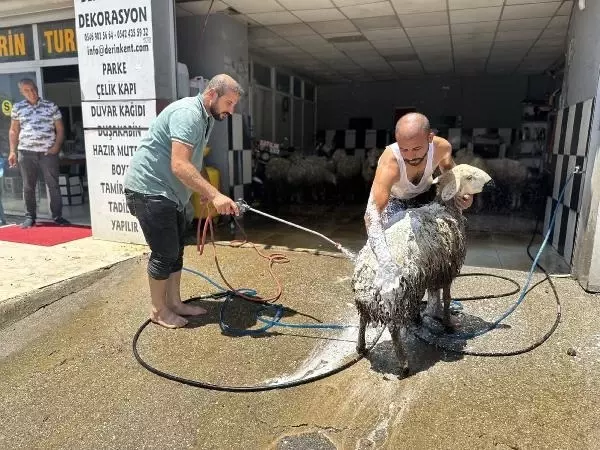 Oto yıkamacıda tepki çeken görüntü! Köpükledikleri koyunlar tazyikli suyla yıkandı