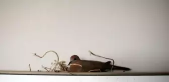 Kuşların Evlerde Yuva Yapması Sağlık Riski Oluşturuyor