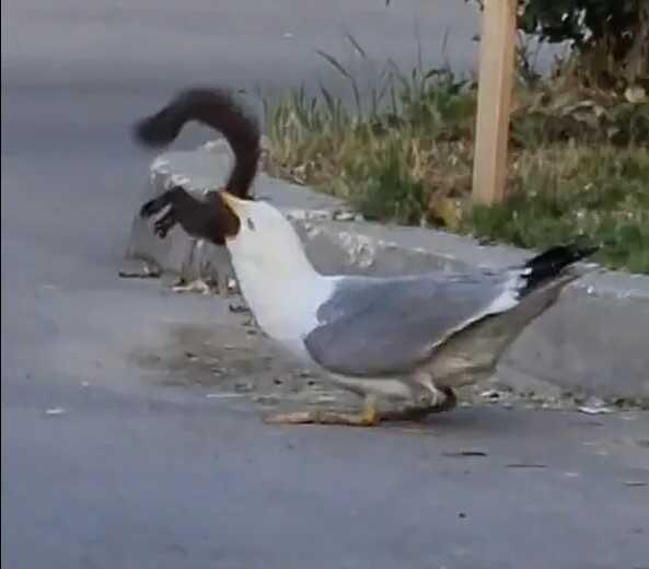 Martı, sincabı cadde ortasında insanların gözleri önünde yuttu Martı, sincabı cadde ortasında insanların gözleri önünde yuttu