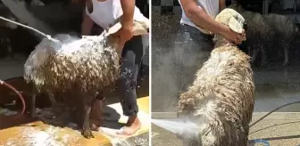 Adana'da oto yıkama dükkanında kurbanlık koyunlar köpüklü suyla yıkandı
