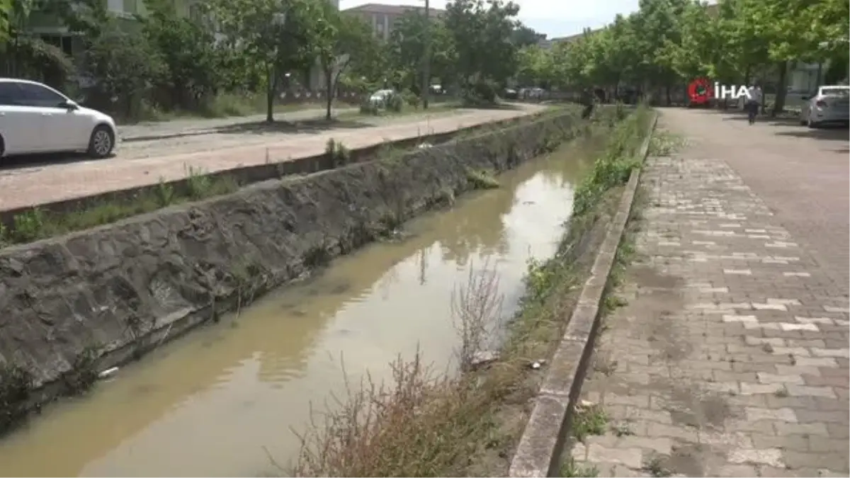 Sakarya\'da Su Kanalında Dev Balıklar Görüldü