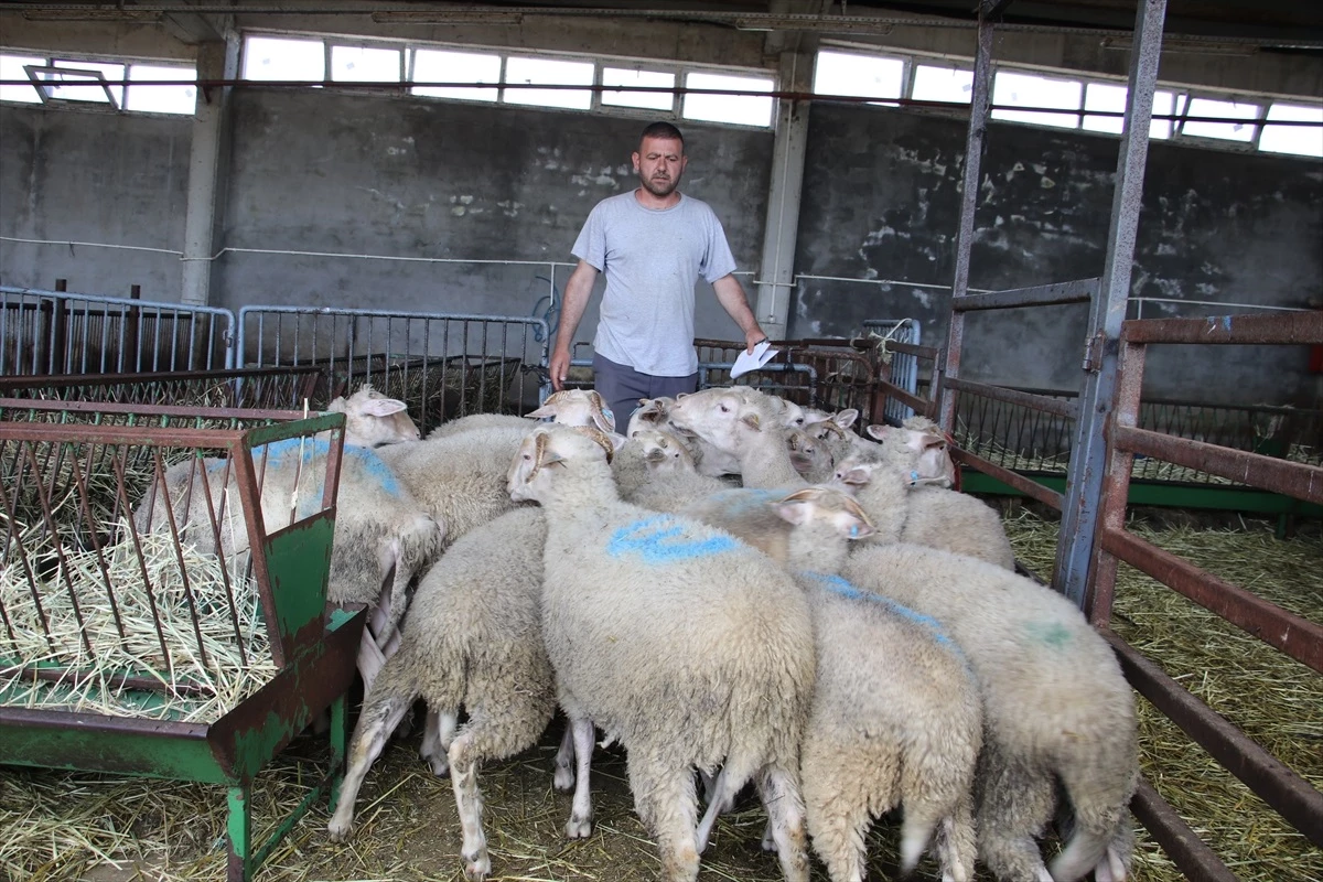 NKÜ Ziraat Fakültesi Eğitim ve Araştırma Çiftliği\'nde Kıvırcık Koyunlar Satışa Çıktı