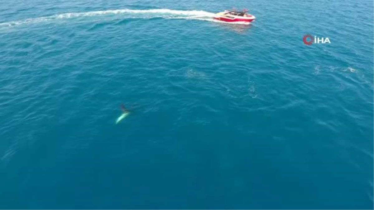 Yunusların avlarını yakalama anı dron ile görüntülendi