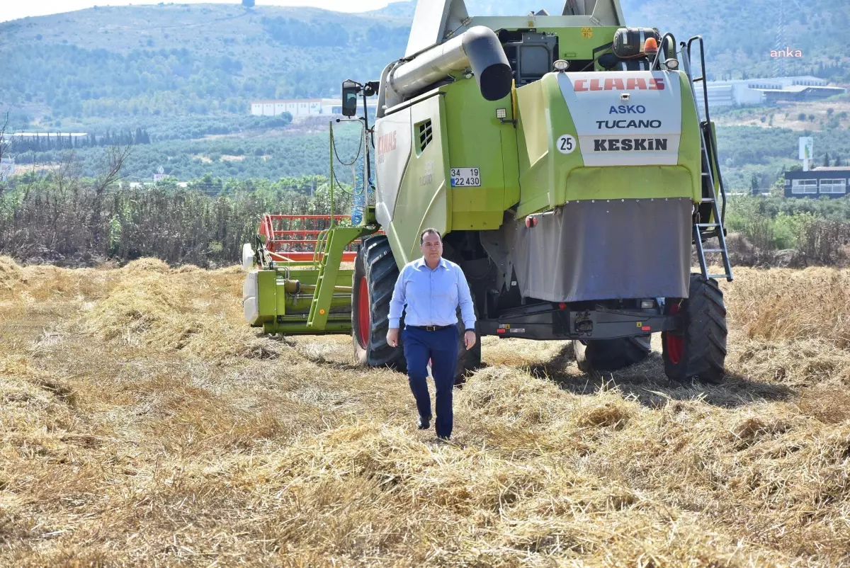 Akhisar Belediyesi, Karakılçık Buğdayı Üretimini Yaygınlaştırıyor
