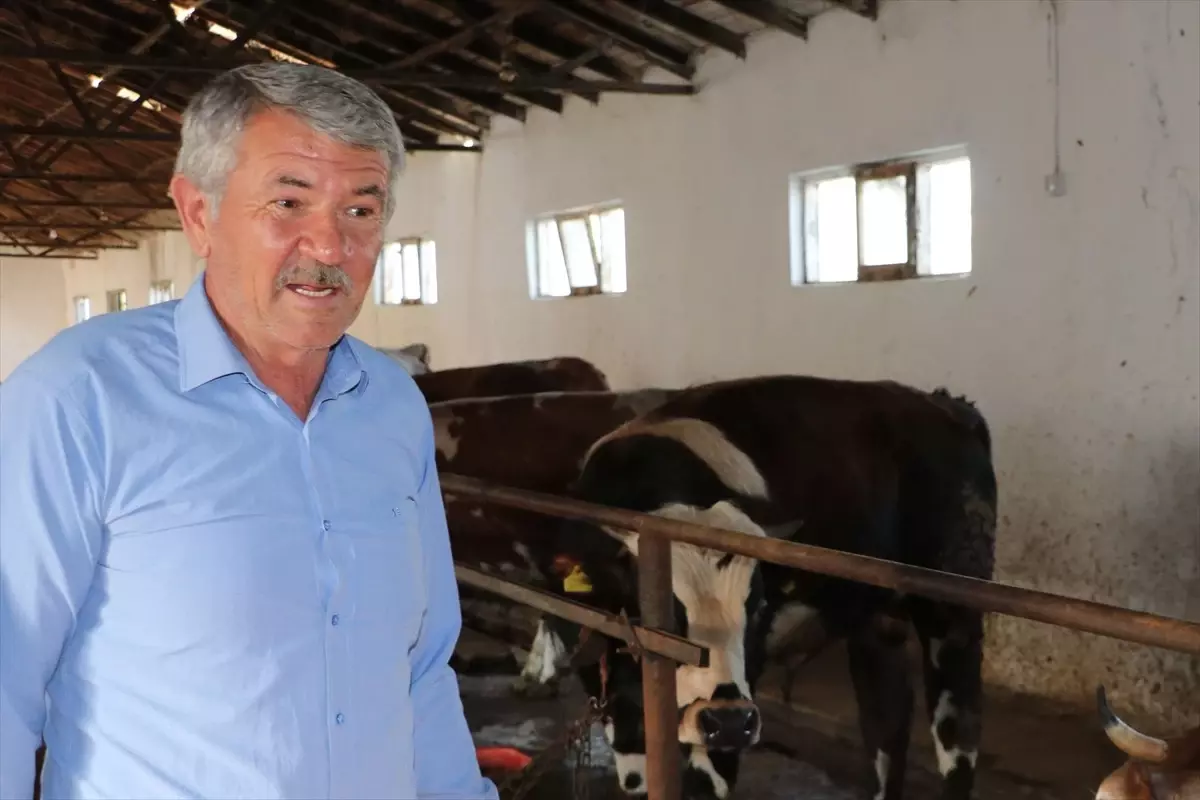 Havza Ziraat Odası Başkanı: Damızlık dişi hayvanlar kurbanlık olarak alınıp satılmamalı