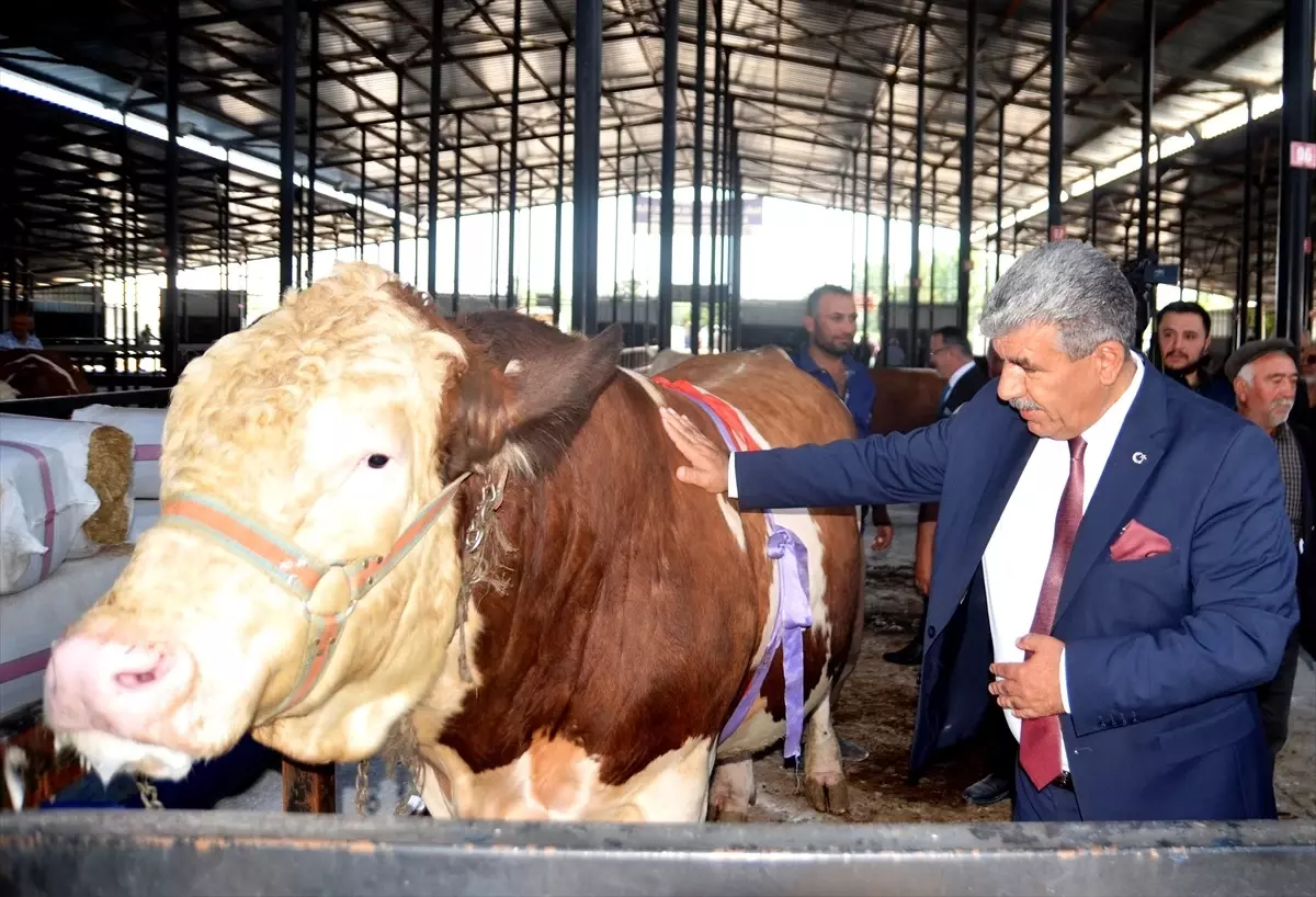 Kütahya\'da Canlı Hayvan Pazarı Kurbanlık Satışları İçin Açıldı