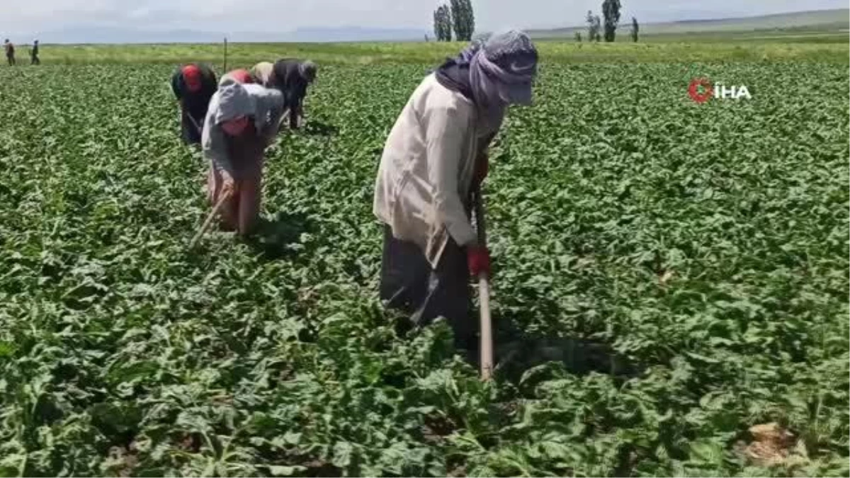 Tarım işçisi kadınlar pancar üretimi mesaisinde