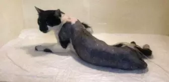 Zonguldak'ta Kedi Havalı Tüfekle Vuruldu, Felç Oldu