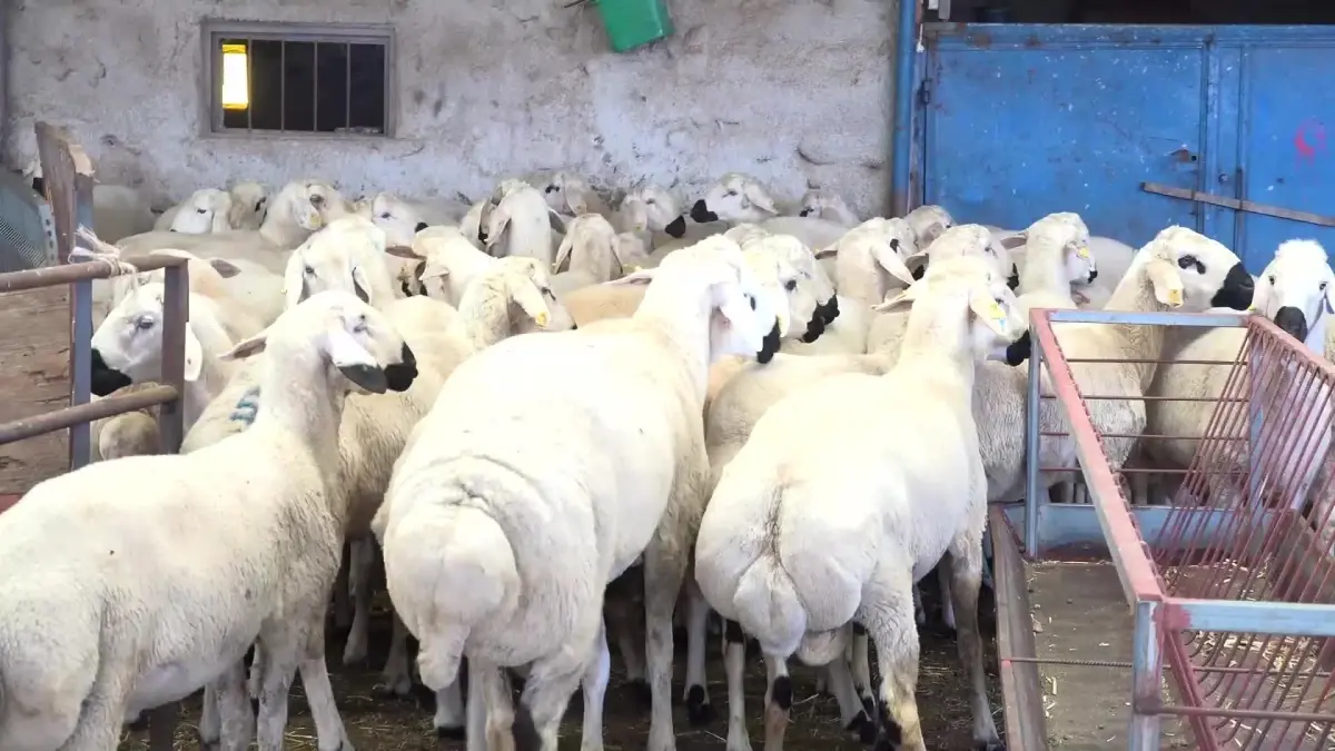 Aksaraylı Besici Erkek: "Vatandaşımız Geliyor Kurban Alıyor, Ödemeye Bütçesi Yetmiyor.