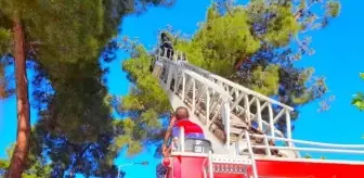 Osmancık'ta mahsur kalan karga itfaiye ekiplerince kurtarıldı