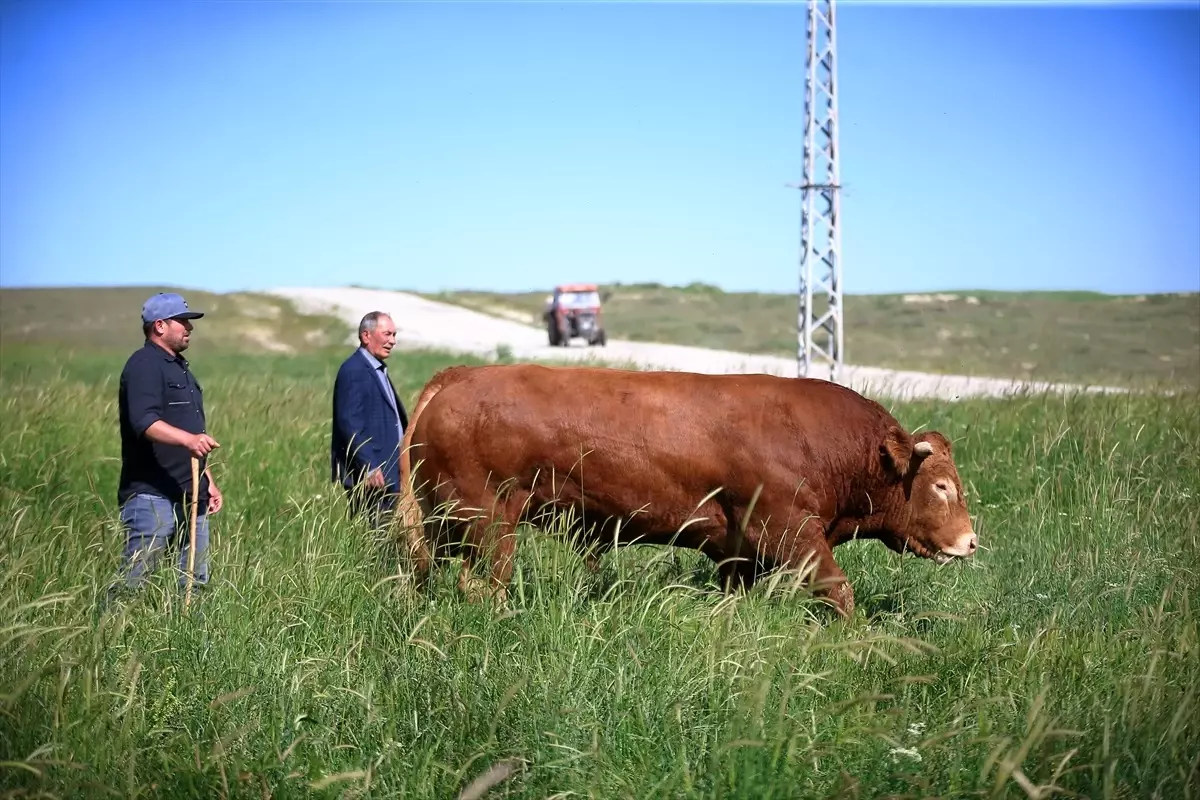 1600 kilogramlık kurbanlık 250 bin liraya satılıyor