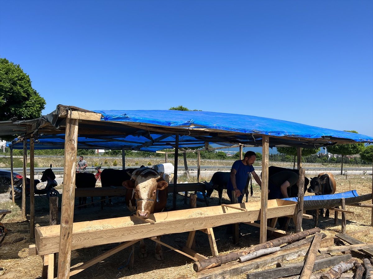 Gerze\'de Kurbanlık Satışları Başladı