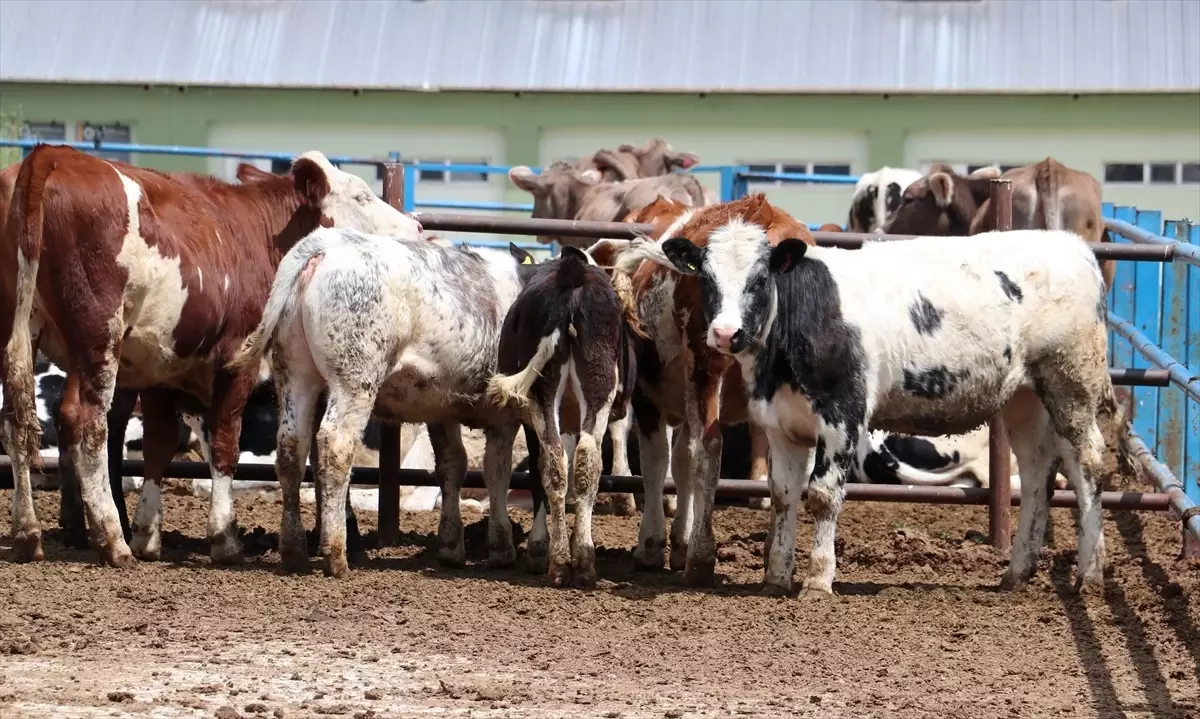 Hayvancılığın merkezlerinden Erzurum\'da kurbanlıklar için sıkı tedbirler uygulanıyor