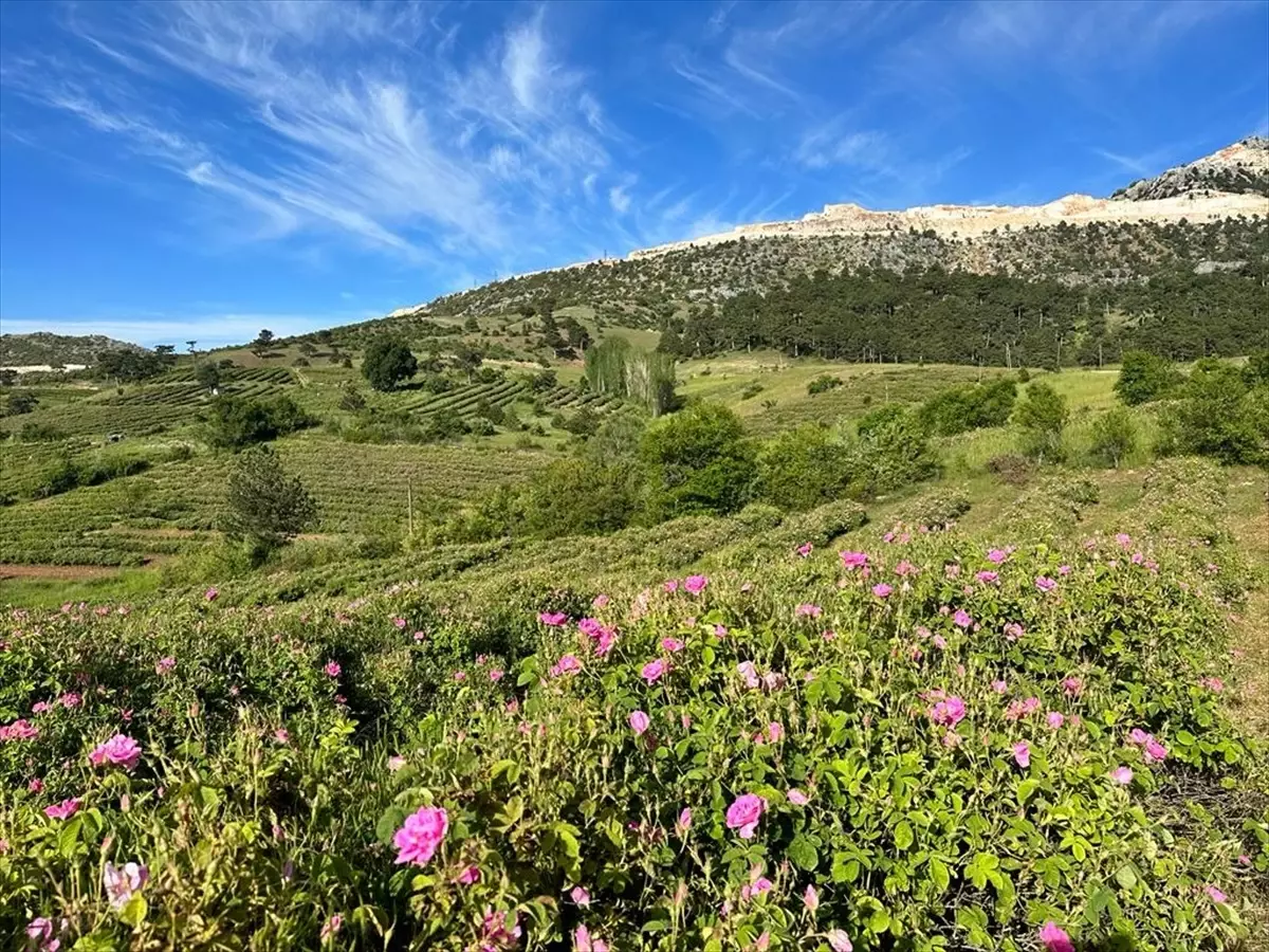 Isparta\'da gül hasadı sona eriyor