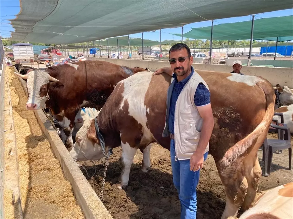 Konya\'da Kurban Bayramı Hareketliliği Hayvan Pazarlarında Başladı