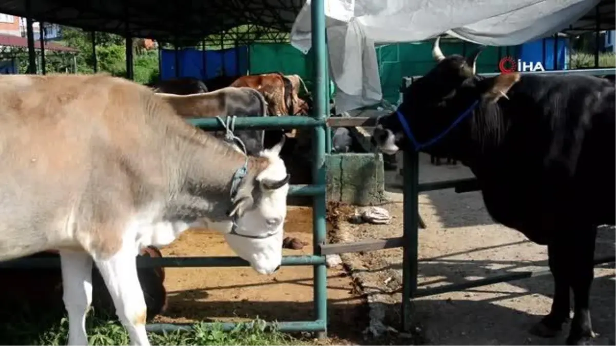 Ordu\'da 1 tonluk Paşa isimli boğa 150 bin liraya satıldı