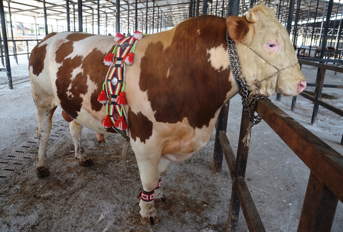 Kütahya\'da 1 Ton 150 Kilogramlık Boğa Pazarın İlgi Odağı Oldu
