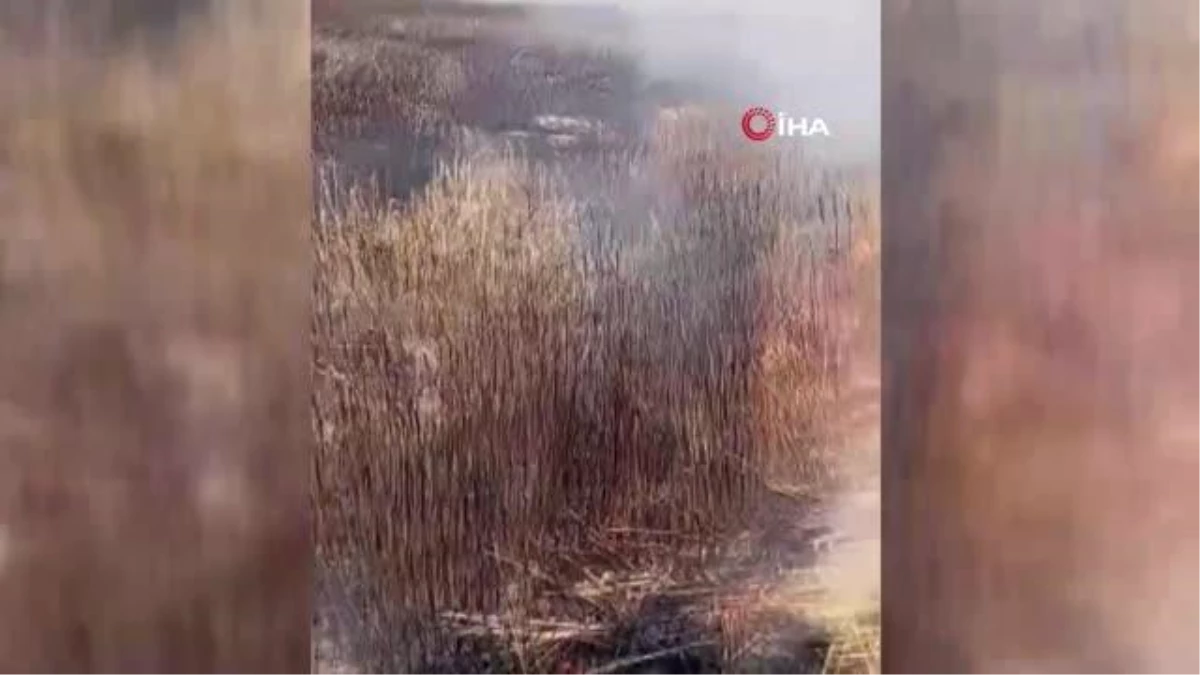 Nallıhan\'da ekili arazilerde meydana gelen yangınlara müdahale ediliyor