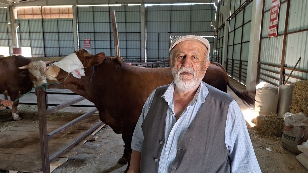 Samsun\'da 1250 kilogramlık kurbanlık için 140 bin lira talep ediliyor