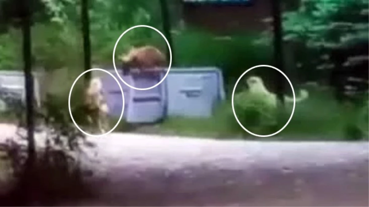 Sokak köpekleri çöp karıştıran yavru ayıya saldırdı