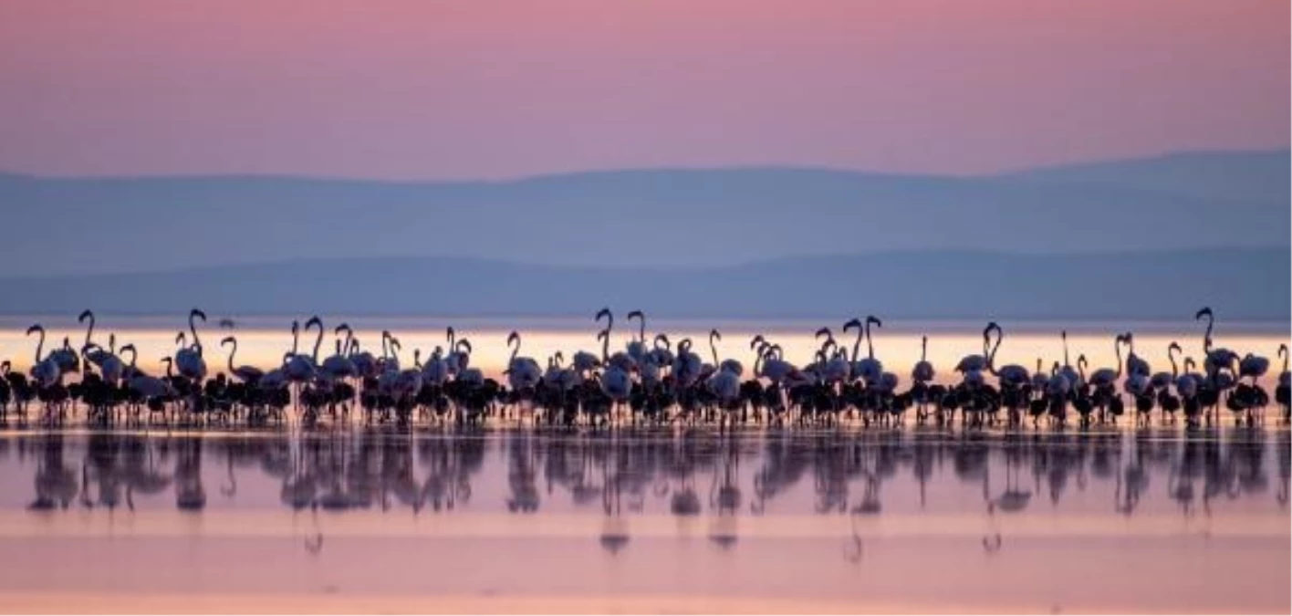 Tuz Gölü\'nde sezonun ilk yavru flamingoları kuluçkadan çıktı