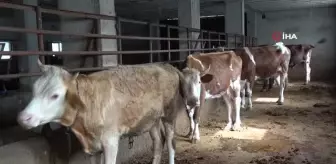 Veteriner hekim kurbanlık seçimi ve kesimi hakkında bilgi verdi