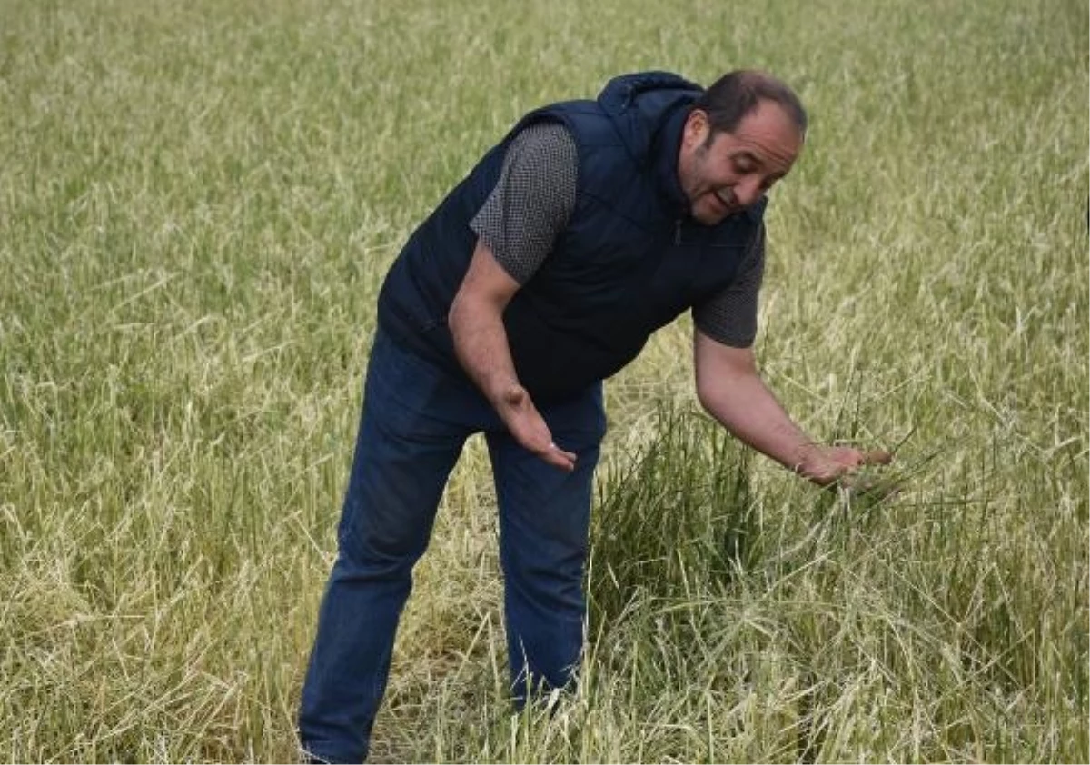 Sivas\'ta Yağışlar Çiftçileri Mağdur Etti