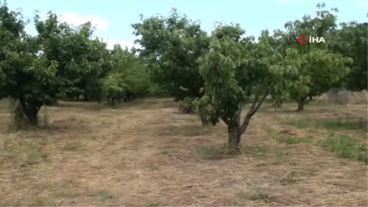 Antalya\'da Aşırı Yağmur Kiraz Üreticilerini Zarara Uğrattı