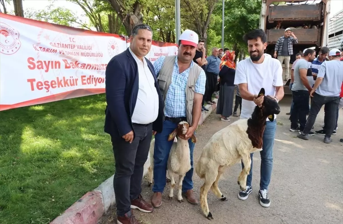 Depremlerde hayvanları telef olan yetiştiricilere bedelsiz hayvan dağıtımı yapılıyor