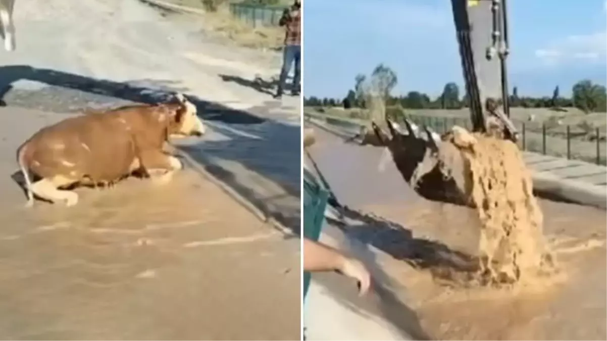 İdris Karabuga'nın boğası kepçe ile su kanalından kurtarıldı