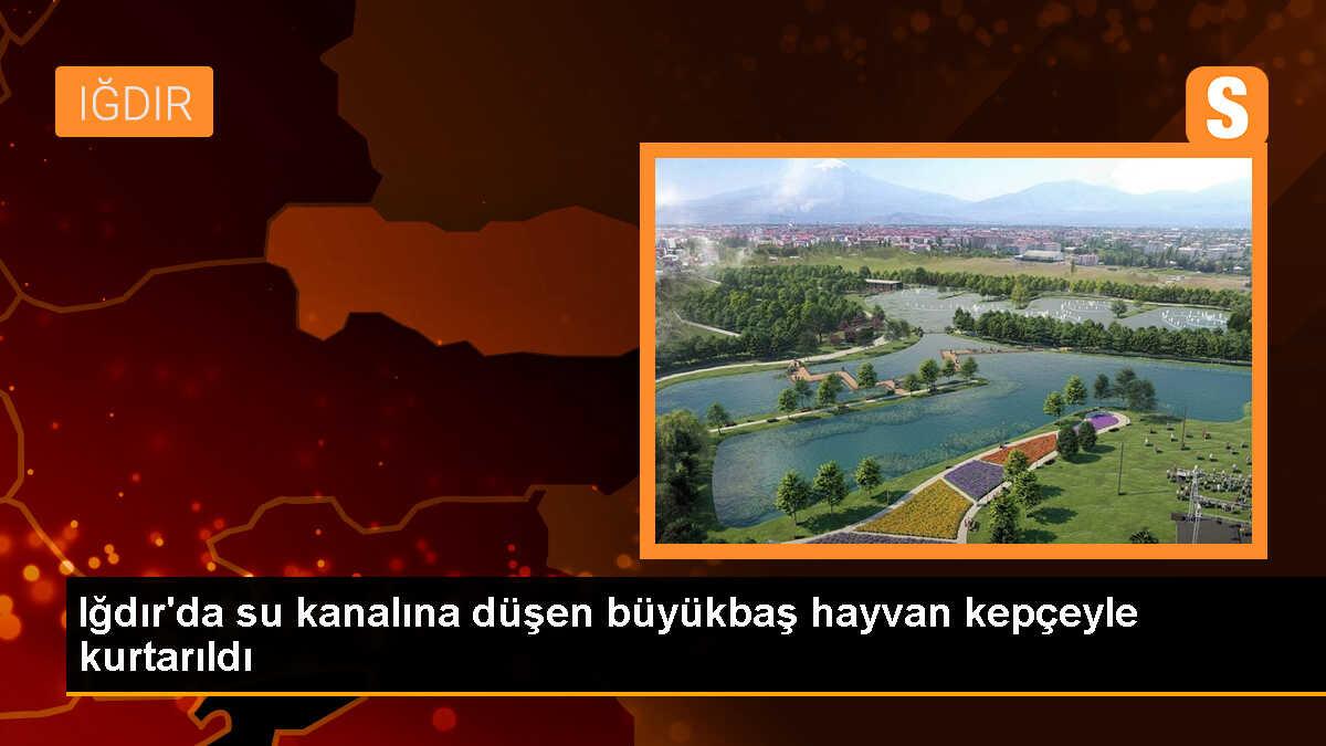 Iğdır\'da sulama kanalına düşen büyükbaş hayvan iş makinesiyle kurtarıldı