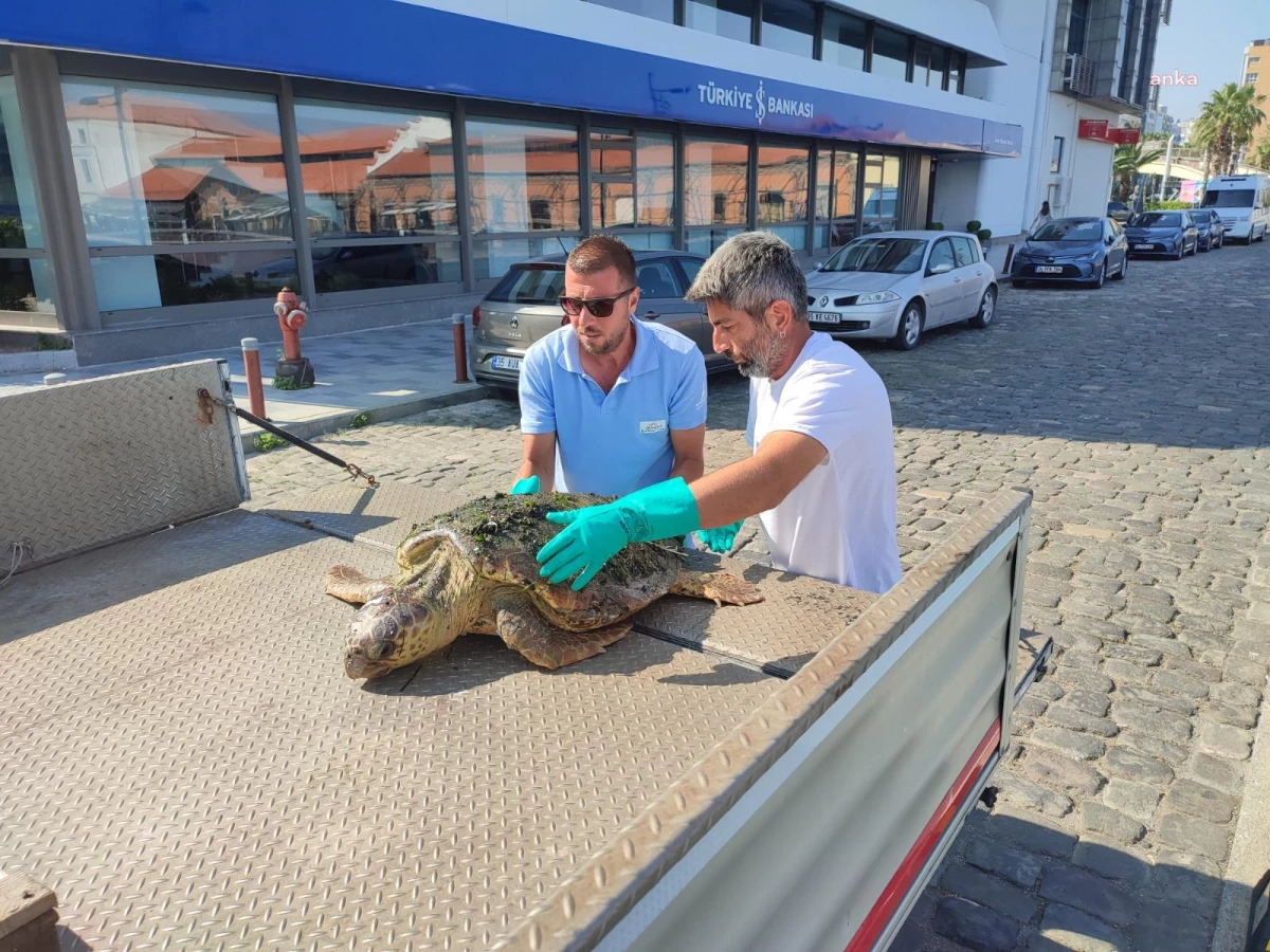 İzmir\'de Körfez Temizliği Sırasında Yaralı Deniz Kaplumbağası Kurtarıldı
