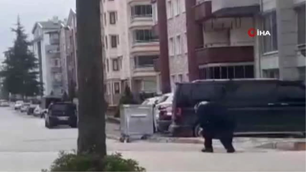 Tokat\'ta saldırgan karga mahalle sakinlerinin korkulu rüyası haline geldi