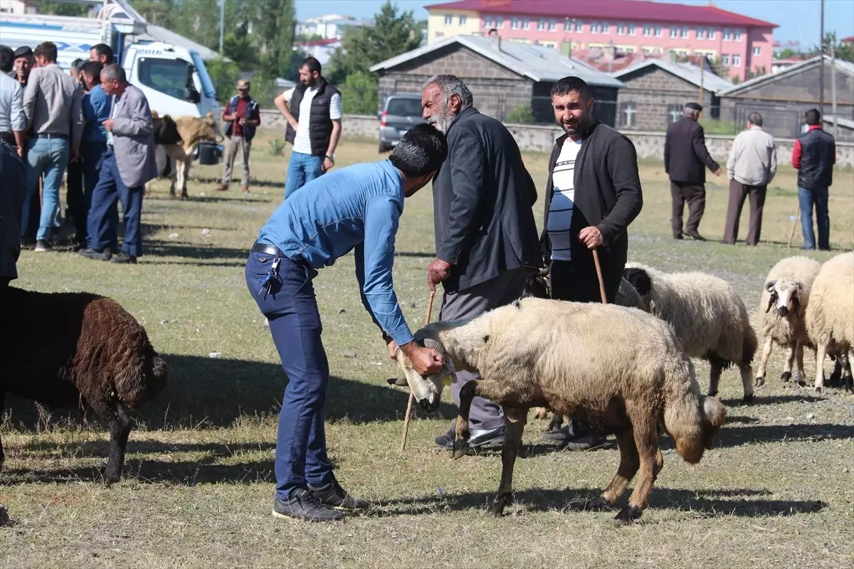 Kars\'ta Kurbanlık Pazarında Sıkı Pazarlıklar Yaşanıyor