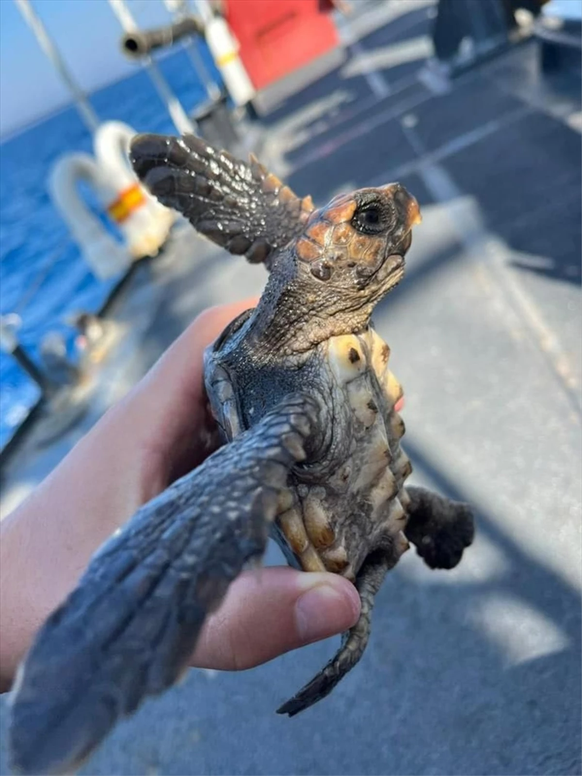 KKTC Sahil Güvenlik ekipleri kaplumbağa yavrusunu kurtardı