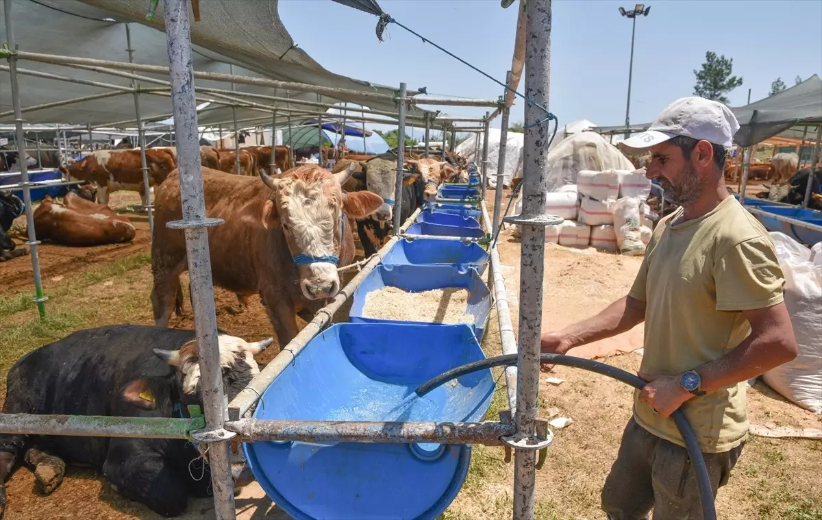 Kepez\'te Kurbanlık Hayvan Satışı ve Kesim Yerleri Belirlendi