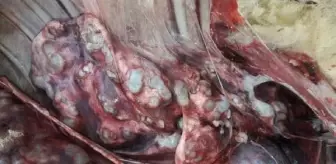Kurbanlık kesiminde sakatatlar dikkatli incelenmeli