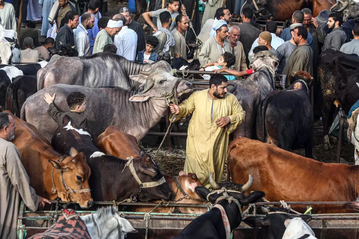 Mısırlılar Kurban Bayramı\'na yüksek fiyatlarla hazırlanıyor