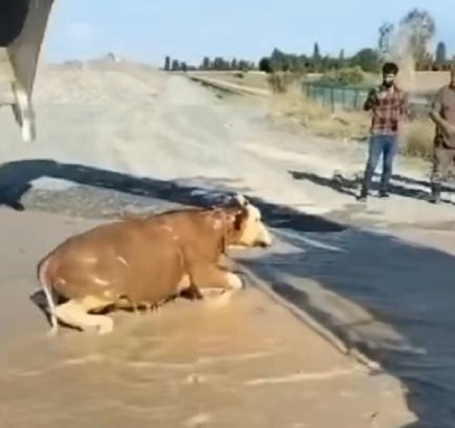 İdris Karabuga'nın boğası kepçe ile kurtarıldı İdris Karabuga'nın boğası kepçe ile kurtarıldı