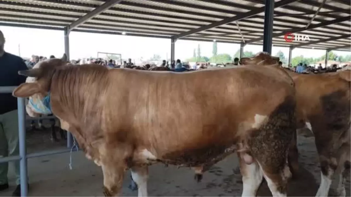 Suluovalı besiciler kurbanda para kazandı