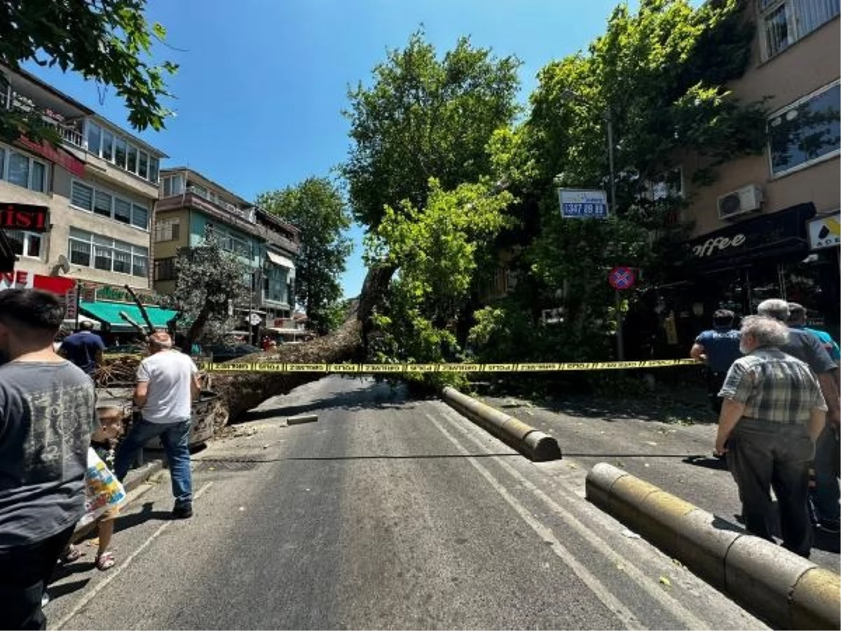 Üsküdar\'da asırlık çınar ağacı caddede devrildi